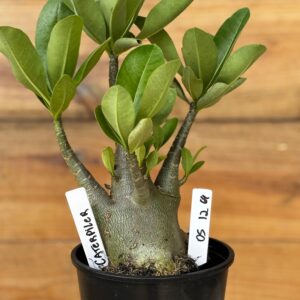 0512 64 Arabicum Caterpiler - F2 12 meses