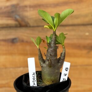 0512 65 Arabicum Badock - F2 12 meses