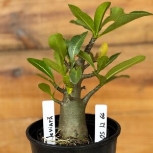 0512 66 Arabicum Leviatã - F2 12 meses