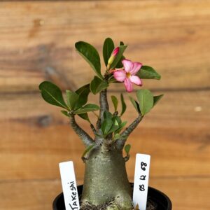 0512 68 Arabicum Takeshi - F2 12 meses