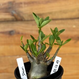 0512 69 Arabicum Ducati - F2 12 meses