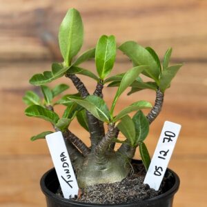 0512 70 Arabicum Tundra - F2 12 meses