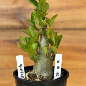 0512 71 Arabicum Urbano - F2 12 meses