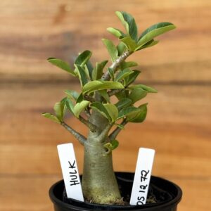 0512 72 Arabicum Hulk - F2 12 meses