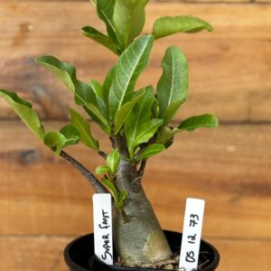 0512 73 Arabicum Super Fast - F2 12 meses