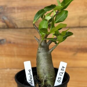 0512 74 Arabicum Hércules - F2 12 meses