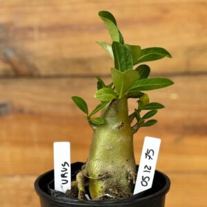 0512 75 Arabicum Urus - F2 12 meses