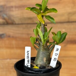 0512 76 Arabicum Timahawk - F2 12 meses