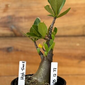 0512 77 Arabicum High Tower - F2 12 meses