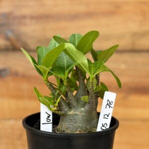 0512 78 Arabicum Low - F2 12 meses