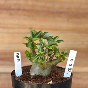 0612 01 Arabicum Popeye - F2 12 meses ( Vitrine )