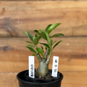 0512 80 Arabicum Maximus - F2 12 meses