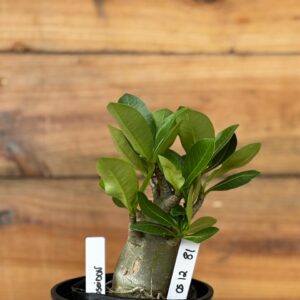 0512 81 Arabicum Poseidon - F2 12 meses