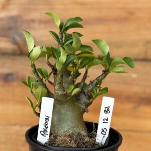 0512 82 Arabicum Poseidon - F2 12 meses