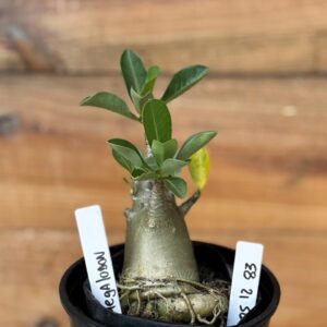 0512 83 Arabicum Megalodon - F2 12 meses