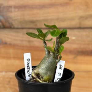 0512 84 Arabicum Spartacus - F2 12 meses