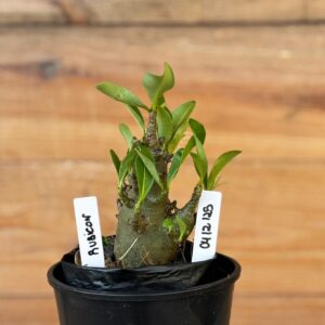 0512 125 Arabicum Rubicon - F2 12 meses