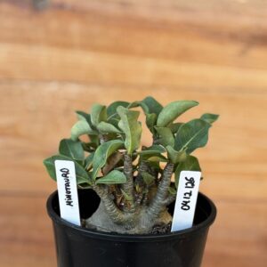 0512 126 Arabicum Minotauro - F2 12 meses