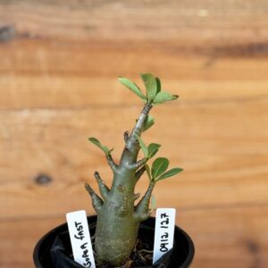 0512 127 Arabicum Super Fast - F2 12 meses