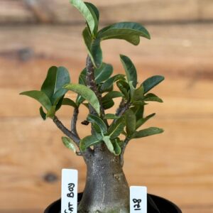 0512 128 Arabicum Fat Boy - F2 12 meses