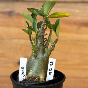 0512 129 Arabicum Javali - F2 12 meses