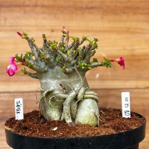 0812 01 Arabicum Jupiter - Adulta