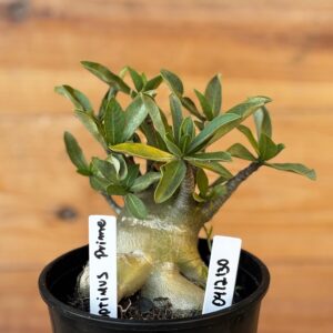 0512 130 Arabicum Optimus Prime - F2 12 meses