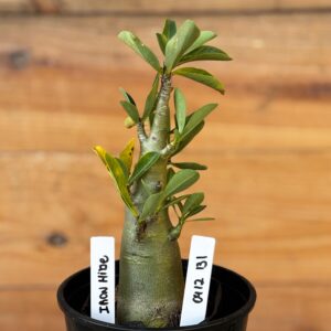 0512 131 Arabicum Iron Hide - F2 12 meses