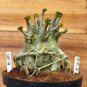 0812 02 Arabicum Godji Dk - Adulta