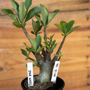 0512 132 Arabicum Star Wars - F2 12 meses