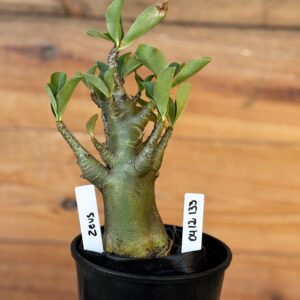 0512 133 Arabicum Zeus- F2 12 meses