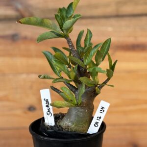 0512 134 Arabicum Sauron - F2 12 meses