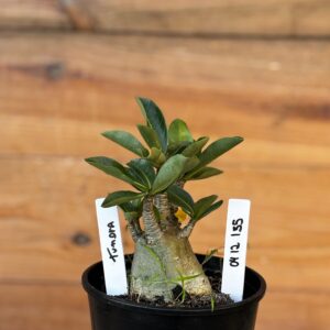 0512 135 Arabicum Tundra - F2 12 meses