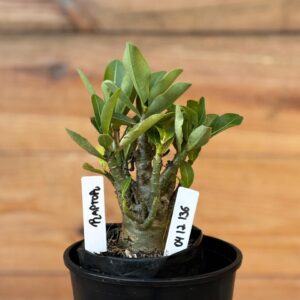 0512 136 Arabicum Raptor - F2 12 meses