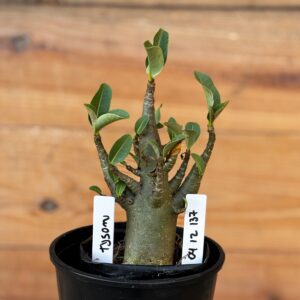 0512 137 Arabicum Tyson - F2 12 meses