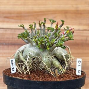 0812 03 Arabicum Hércules - Adulta