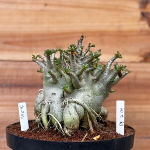 0812 04 Arabicum  Brutos - Adulta