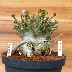 0812 08 Arabicum Godji champ - Adulta