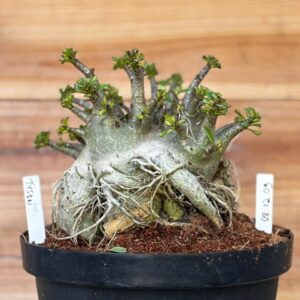 0812 09 Arabicum Tyson - Adulta