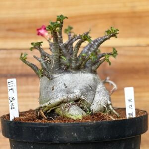 0812 10 Arabicum Nix - Adulta