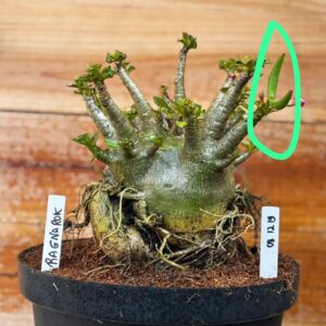 0812 19 Arabicum Ragnarok - Adulta