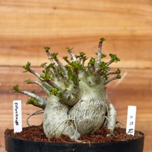 0812 11 Arabicum Espinossauro  - Adulta