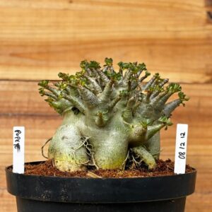 0812 12 Arabicum Popeye - Adulta