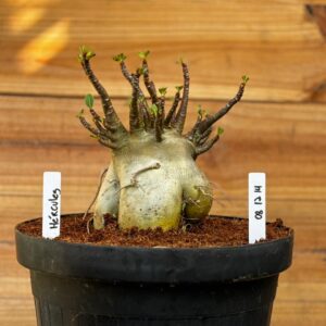 0812 14 Arabicum Hércules  - Adulta