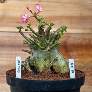 0812 16 Arabicum Poseidon - Adulta