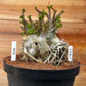 0812 17 Arabicum Hulk - Adulta