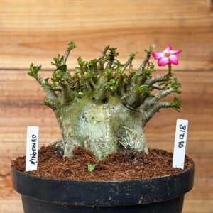 0812 18 Arabicum Minotauro - Adulta