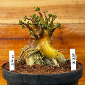 0812 22 Arabicum Jupiter Red  - Adulta