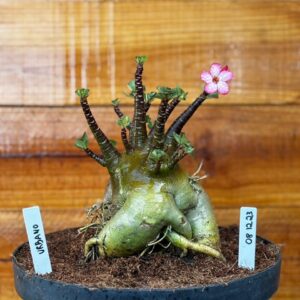 0812 23 Arabicum Urbano - Adulta