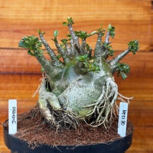 0812 24 Arabicum Jurassic - Adulta